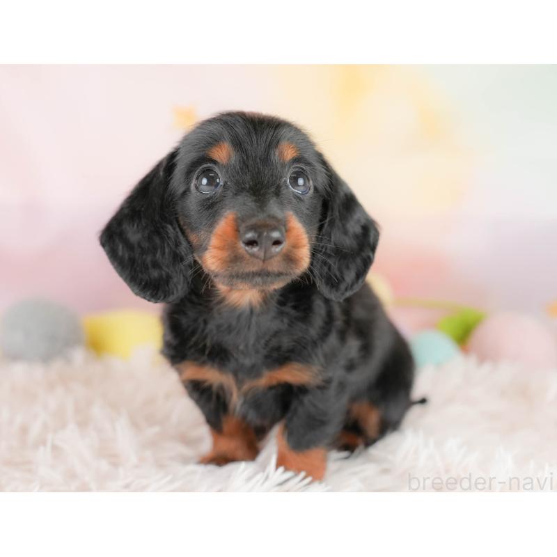 販売中の埼玉県のカニンヘンダックスフンド(ロングヘアード)-430291の9枚目