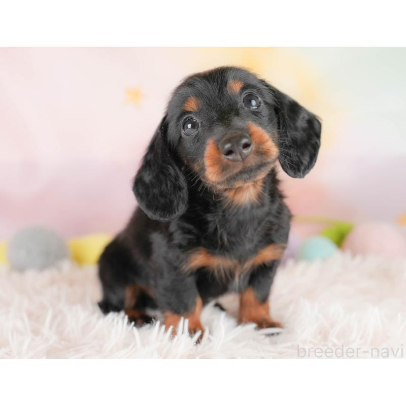 販売中の埼玉県のカニンヘンダックスフンド(ロングヘアード)-430291の7枚目