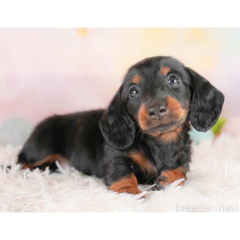 販売中の埼玉県のカニンヘンダックスフンド(ロングヘアード)-430291の6枚目