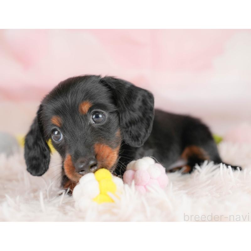 販売中の埼玉県のカニンヘンダックスフンド(ロングヘアード)-430291の4枚目