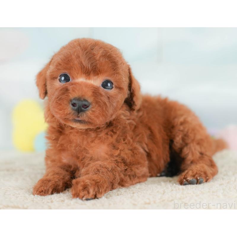 販売中の埼玉県のトイプードル-430284の12枚目