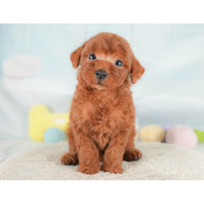 販売中の埼玉県のトイプードル-430284の11枚目