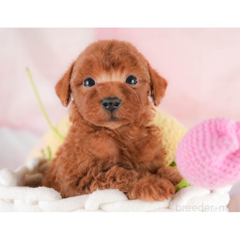 販売中の埼玉県のトイプードル-430284の10枚目