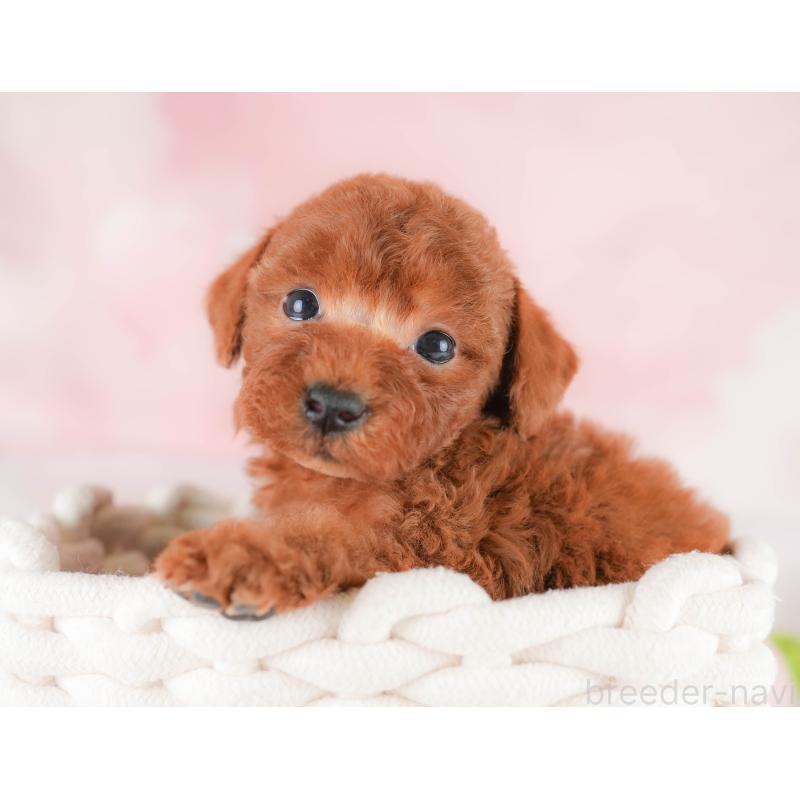 販売中の埼玉県のトイプードル-430284の9枚目