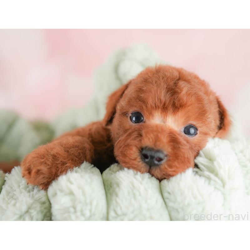 販売中の埼玉県のトイプードル-430284の8枚目