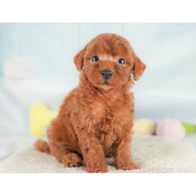 販売中の埼玉県のトイプードル-430284の7枚目