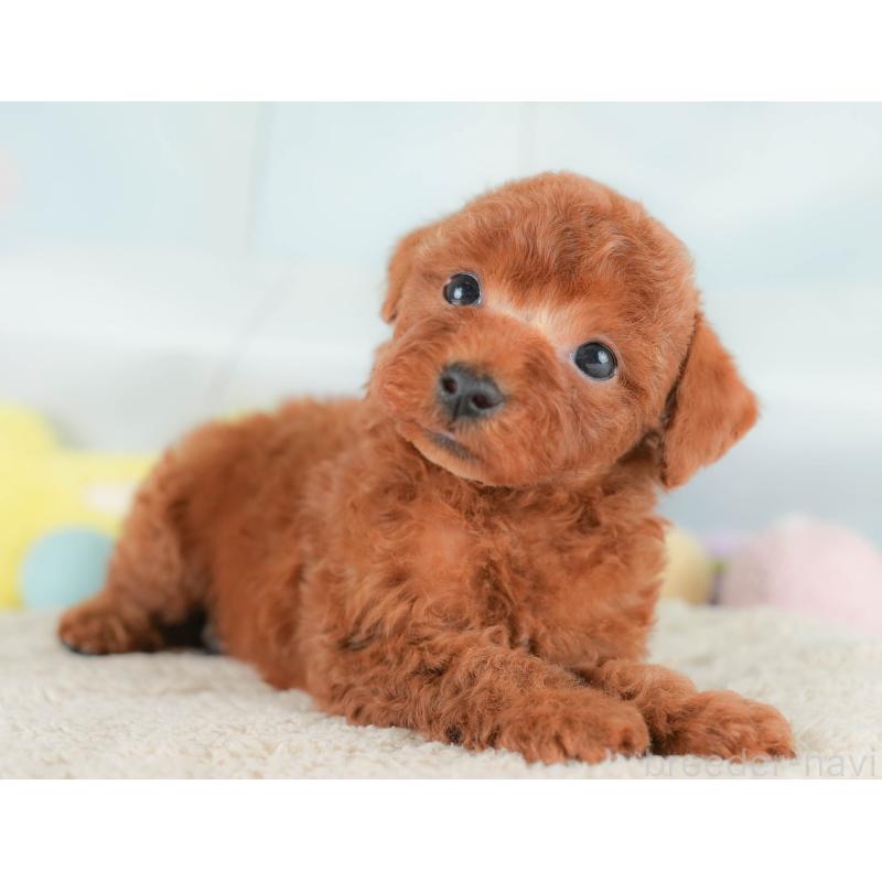 販売中の埼玉県のトイプードル-430284の6枚目