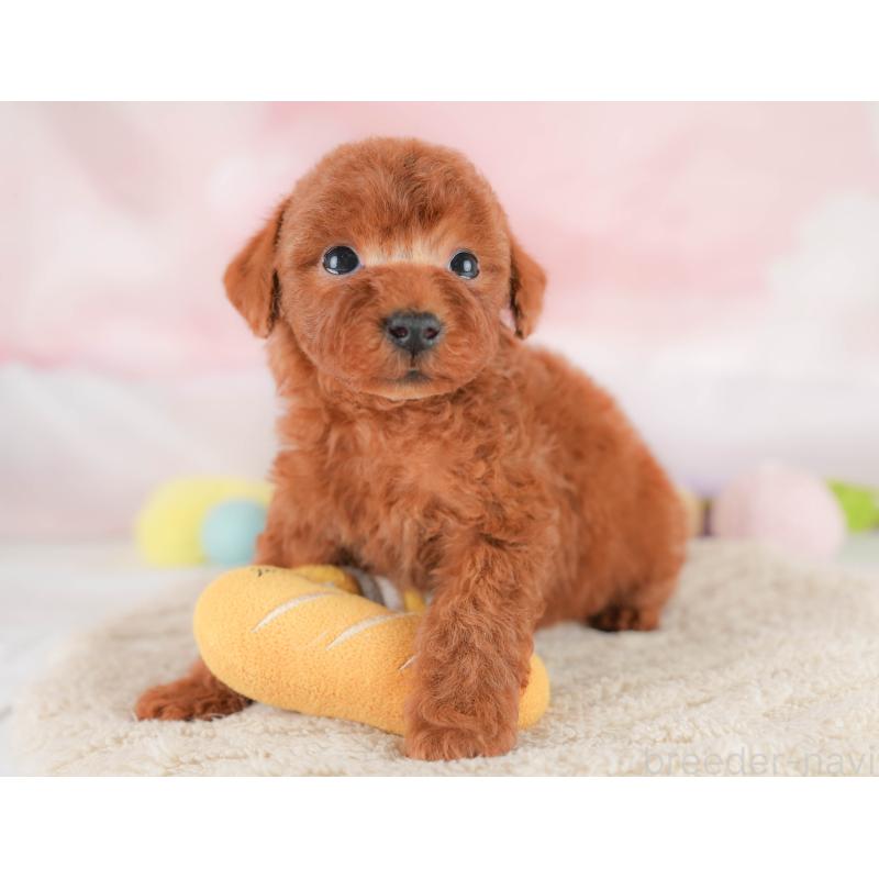 販売中の埼玉県のトイプードル-430284の5枚目