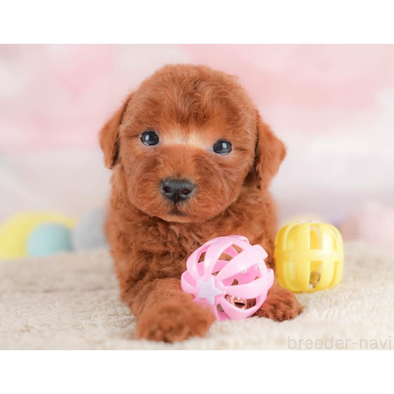 販売中の埼玉県のトイプードル-430284の4枚目