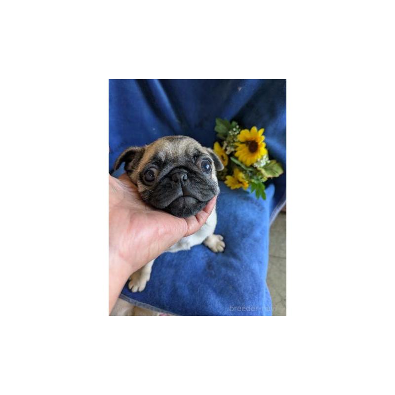 販売中の鹿児島県のパグ-429931の3枚目