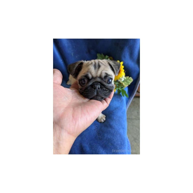 販売中の鹿児島県のパグ-429931の2枚目