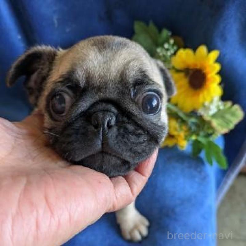 販売中の鹿児島県のパグ-429931の1枚目