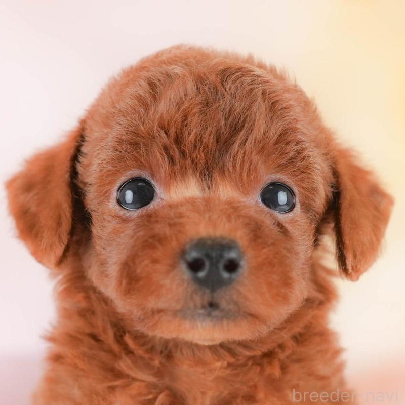 販売中の埼玉県のトイプードル-430280の1枚目