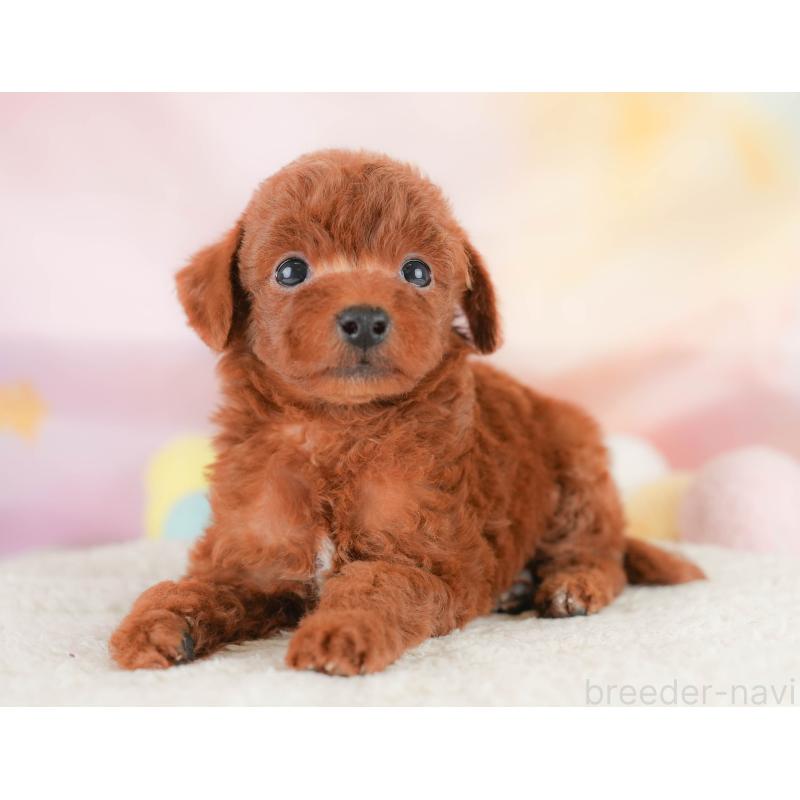 販売中の埼玉県のトイプードル-430280の12枚目