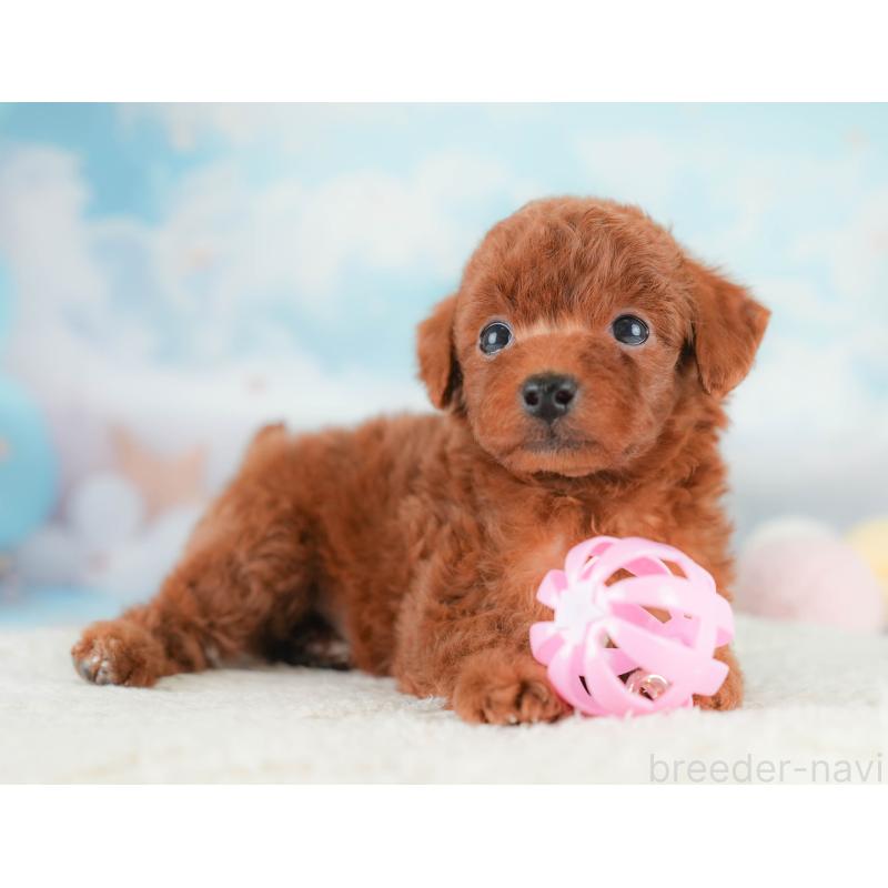 販売中の埼玉県のトイプードル-430280の11枚目