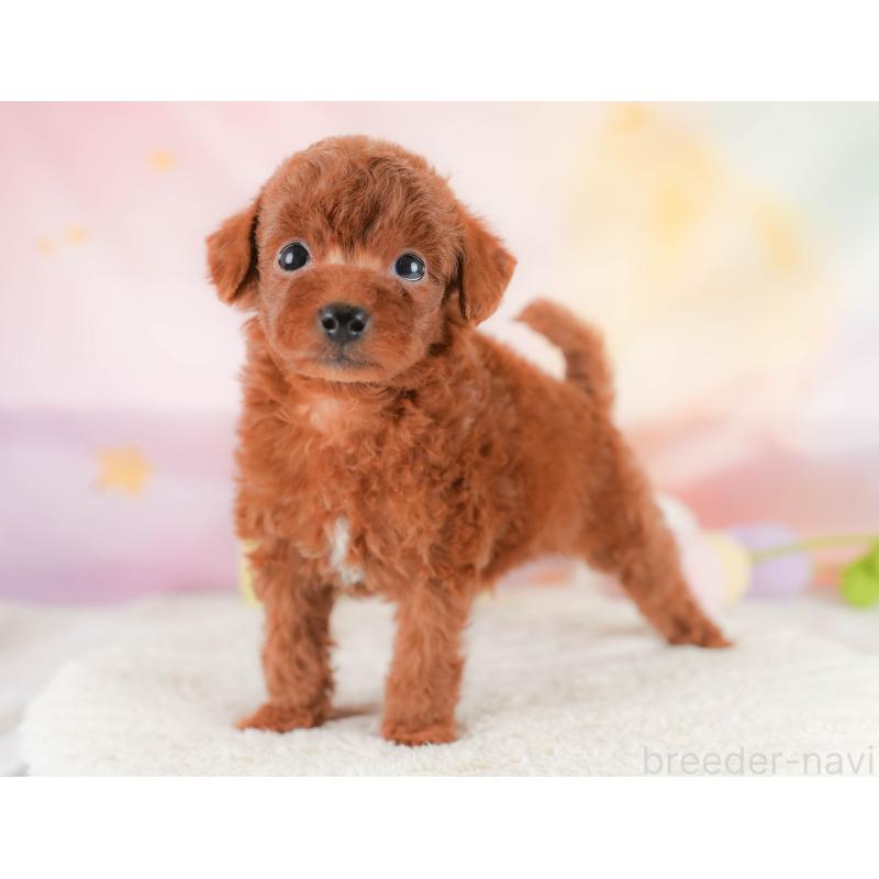 販売中の埼玉県のトイプードル-430280の10枚目