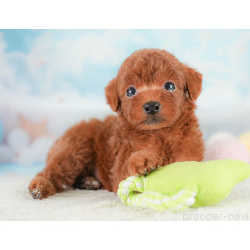 販売中の埼玉県のトイプードル-430280の9枚目