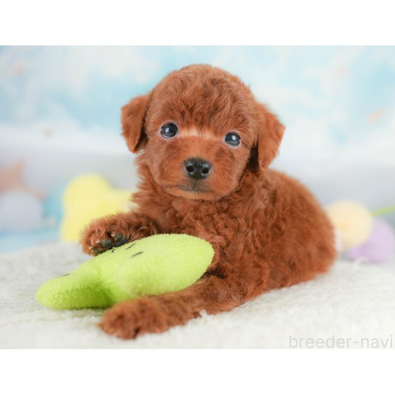 販売中の埼玉県のトイプードル-430280の8枚目