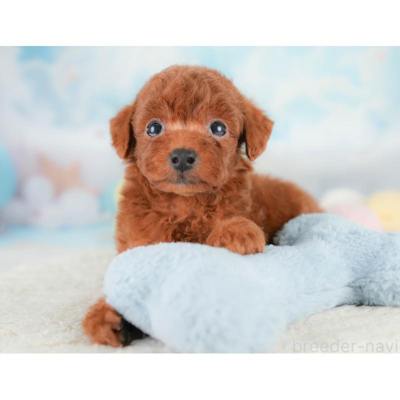 販売中の埼玉県のトイプードル-430280の7枚目