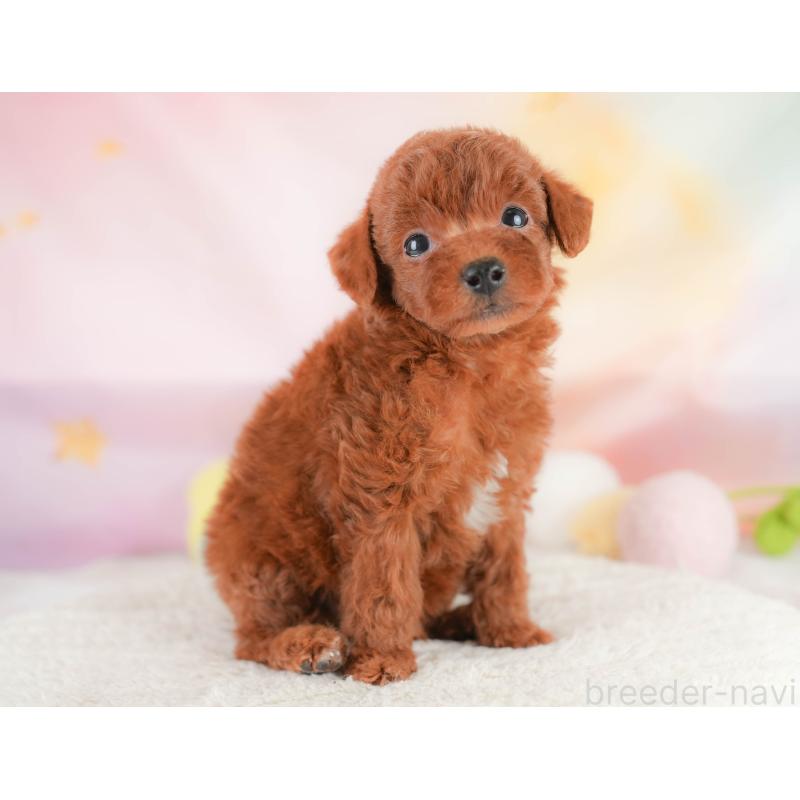 販売中の埼玉県のトイプードル-430280の6枚目