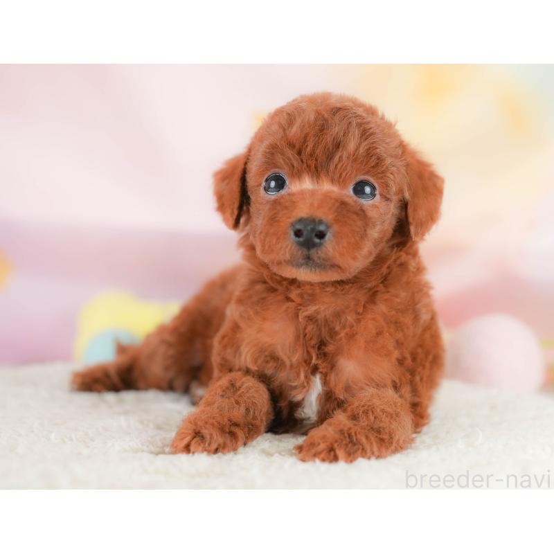 販売中の埼玉県のトイプードル-430280の5枚目