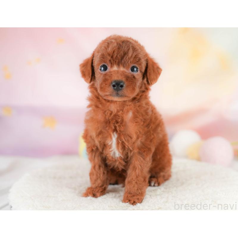 販売中の埼玉県のトイプードル-430280の4枚目