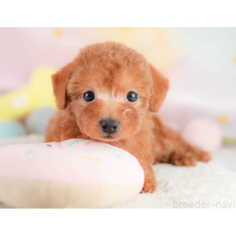 販売中の埼玉県のトイプードル-430271の11枚目