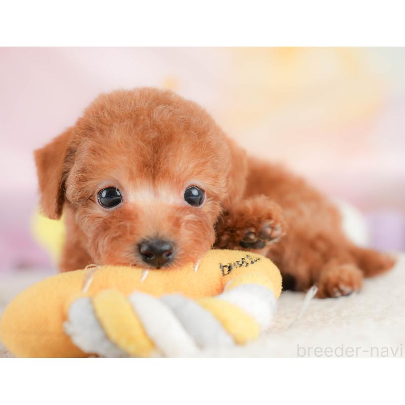 販売中の埼玉県のトイプードル-430271の10枚目