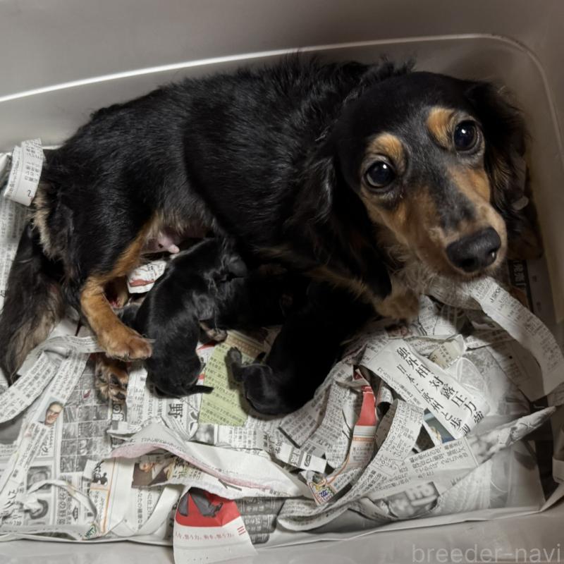 販売中の福岡県のミニチュアダックスフンド(ロングヘアード)-429932の4枚目