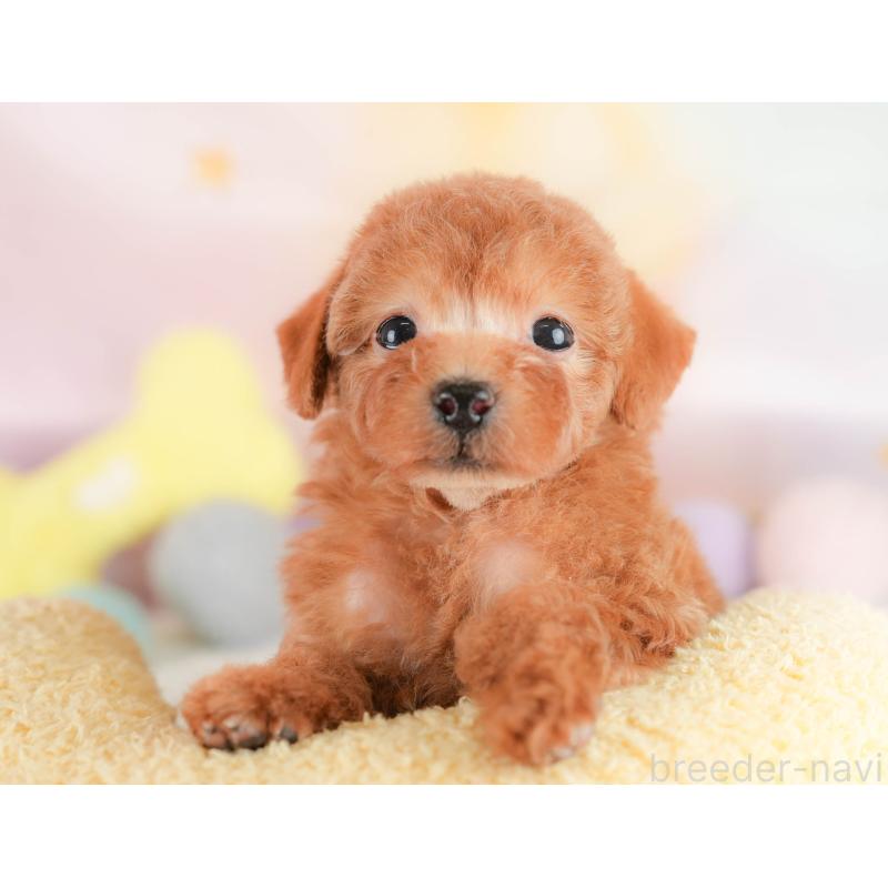 販売中の埼玉県のトイプードル-430271の9枚目