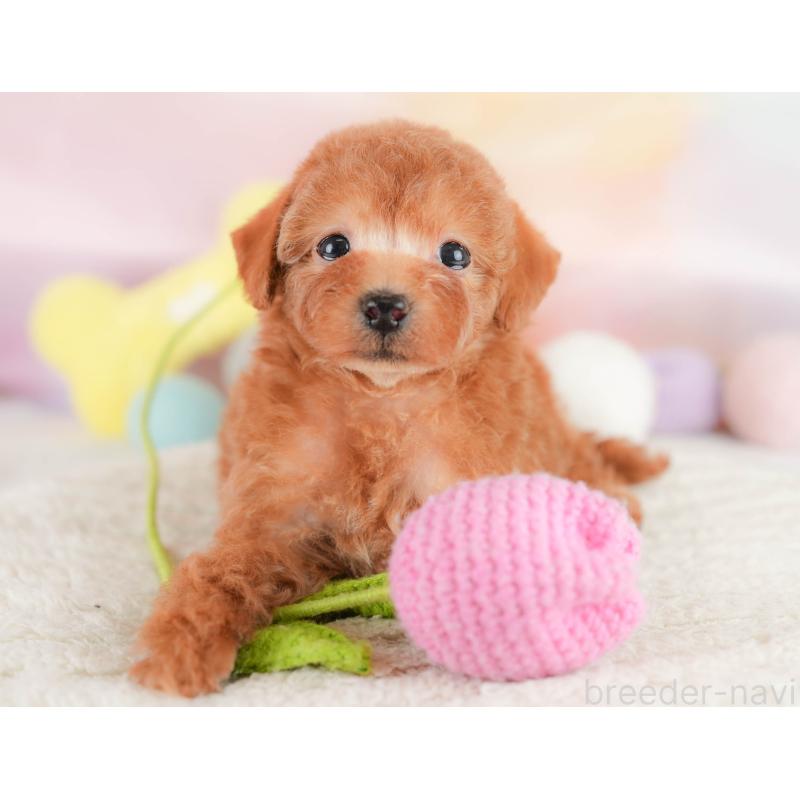 販売中の埼玉県のトイプードル-430271の8枚目