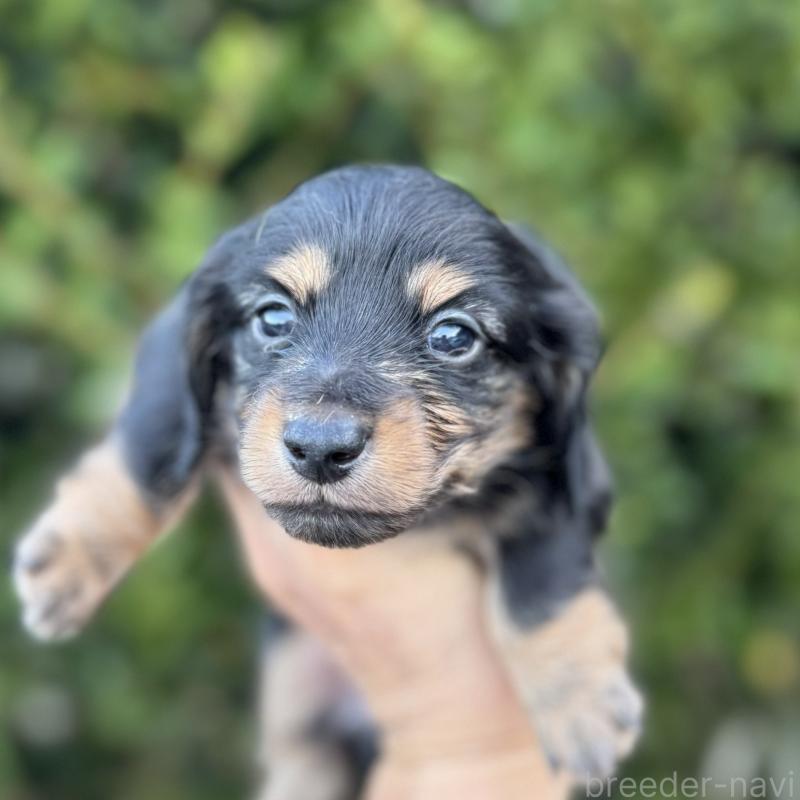 販売中の福岡県のミニチュアダックスフンド(ロングヘアード)-429932