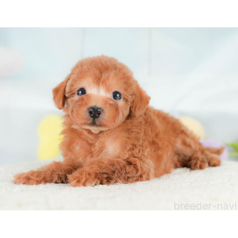 販売中の埼玉県のトイプードル-430271の7枚目