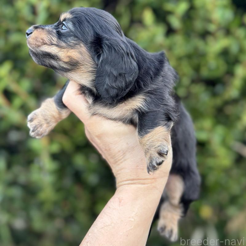 販売中の福岡県のミニチュアダックスフンド(ロングヘアード)-429932の3枚目