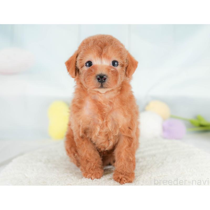 販売中の埼玉県のトイプードル-430271の6枚目