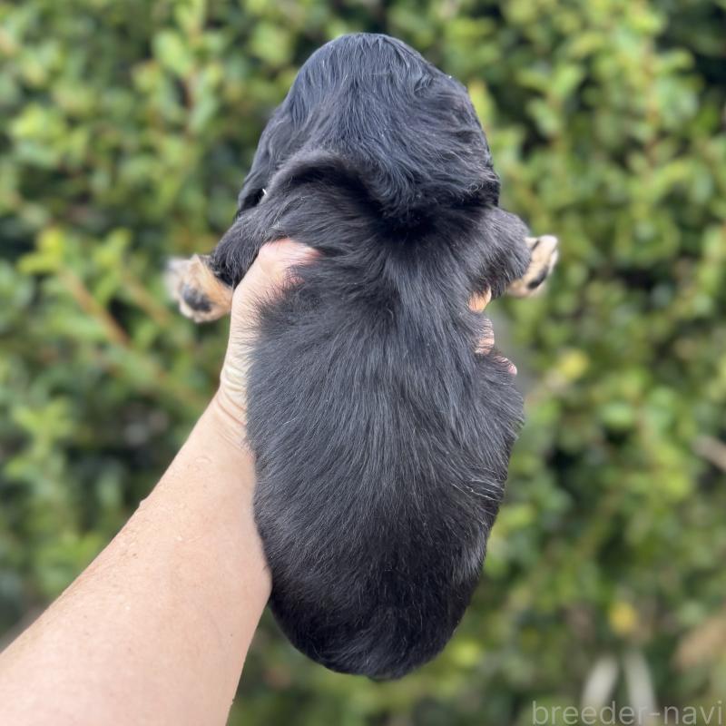 販売中の福岡県のミニチュアダックスフンド(ロングヘアード)-429932の2枚目