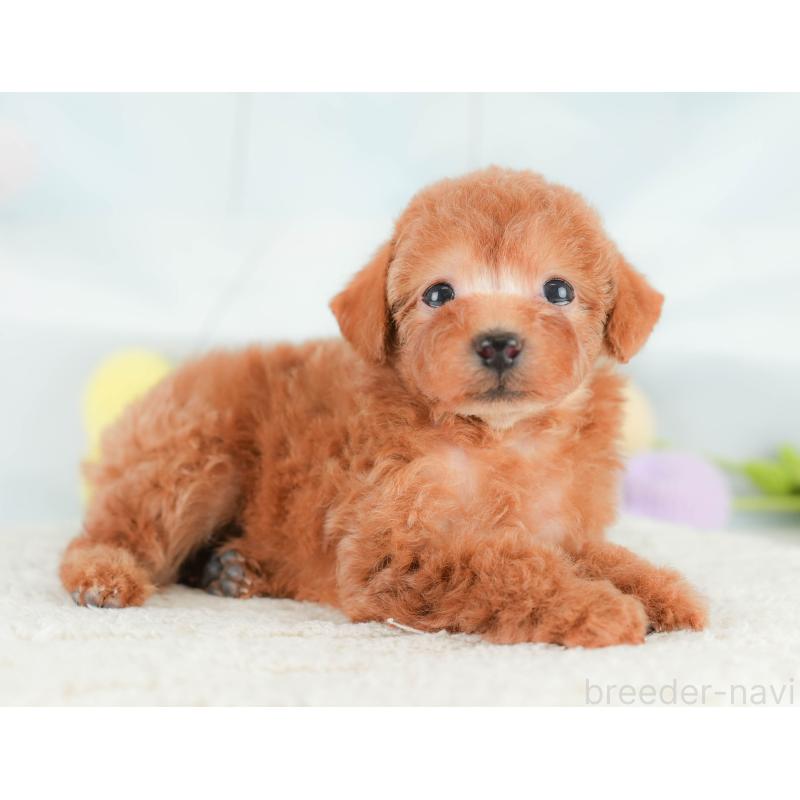 販売中の埼玉県のトイプードル-430271の5枚目