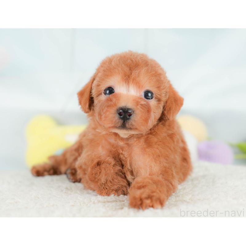 販売中の埼玉県のトイプードル-430271の4枚目