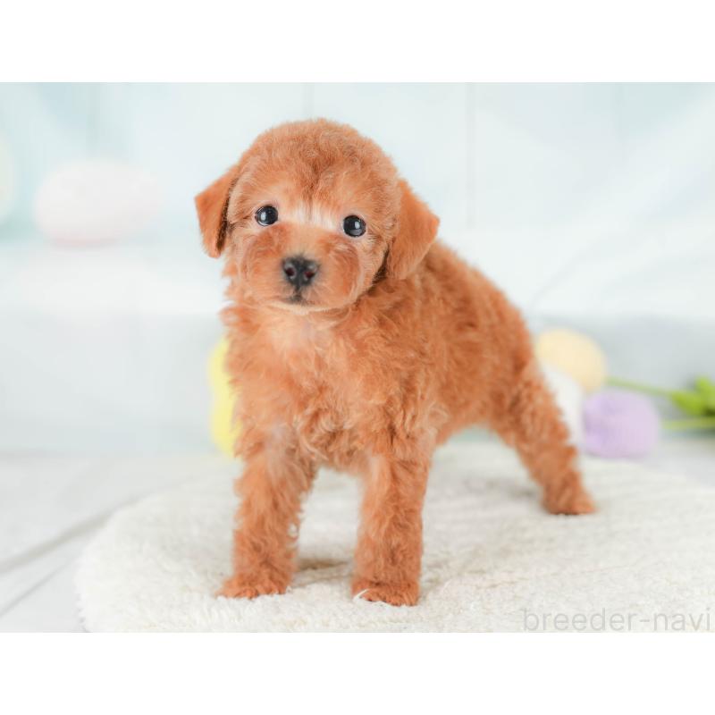 販売中の埼玉県のトイプードル-430271の3枚目