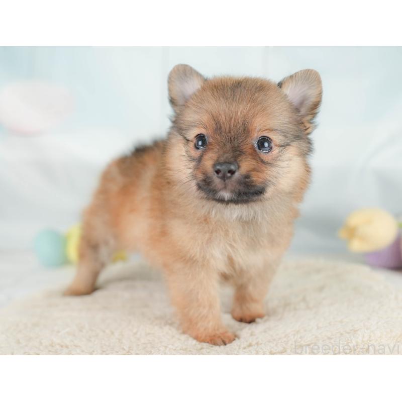 販売中の埼玉県のポメチワ:ポメラニアン×チワワ-430267の8枚目