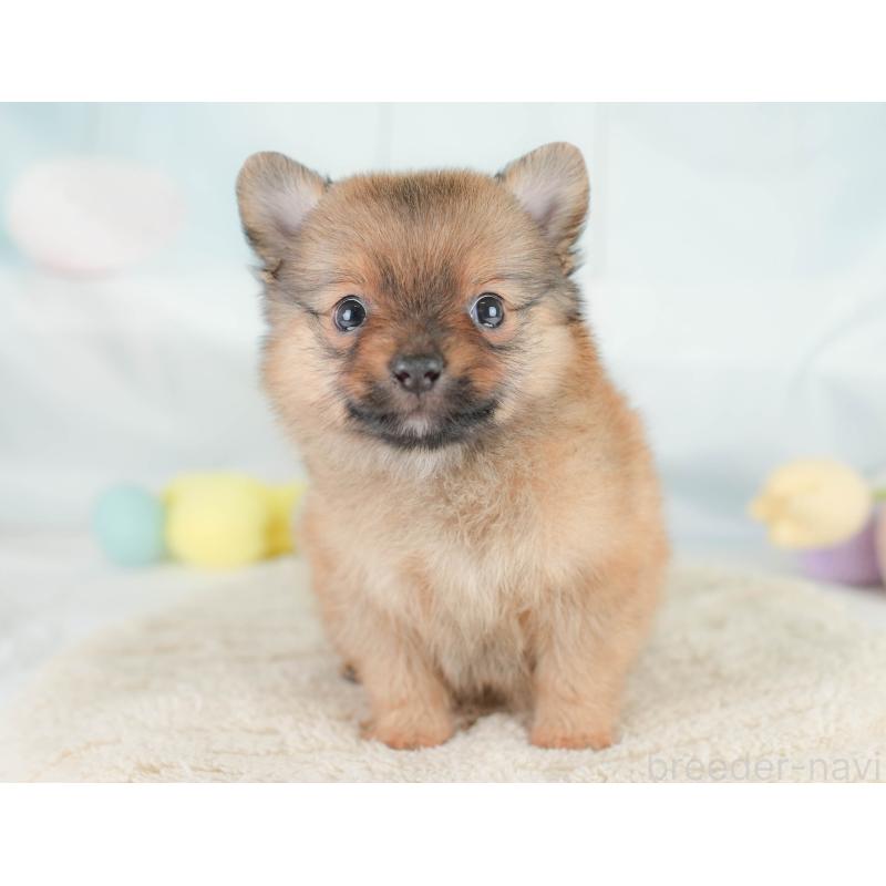 販売中の埼玉県のポメチワ:ポメラニアン×チワワ-430267の7枚目