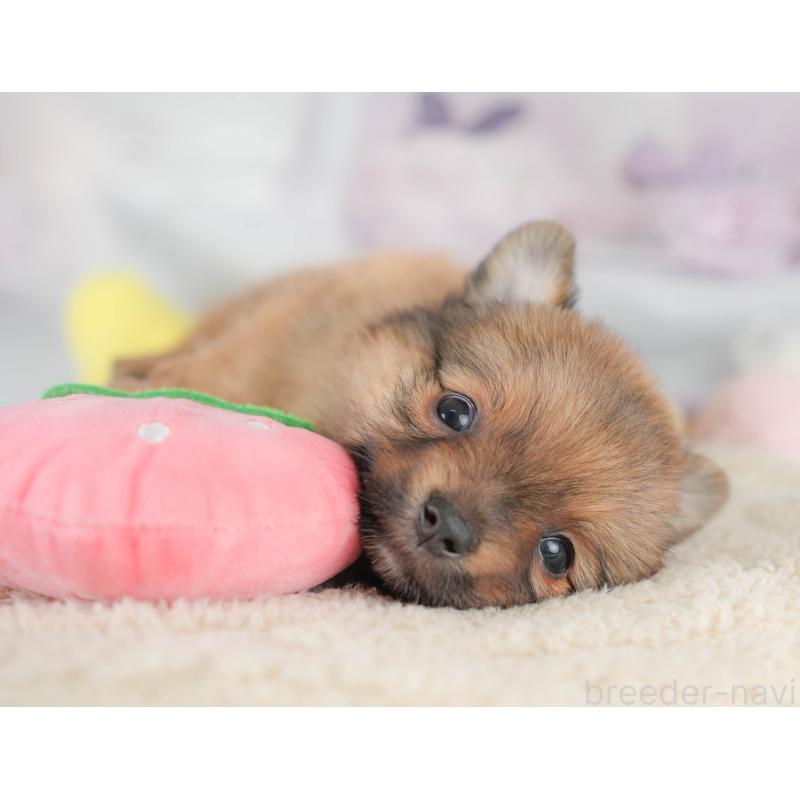 販売中の埼玉県のポメチワ:ポメラニアン×チワワ-430267の6枚目
