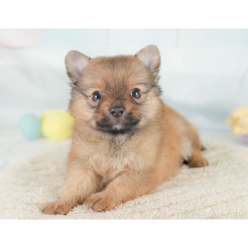 販売中の埼玉県のポメチワ:ポメラニアン×チワワ-430267の5枚目