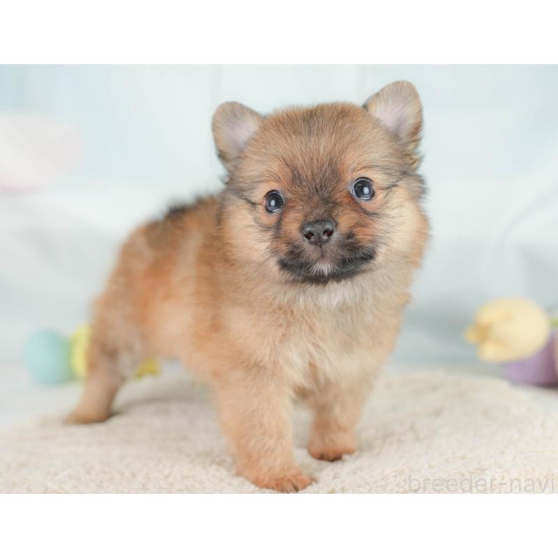 販売中の埼玉県のポメチワ:ポメラニアン×チワワ-430267の4枚目