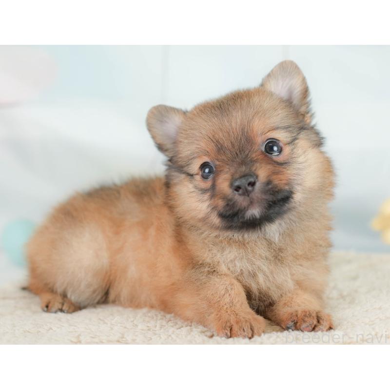 販売中の埼玉県のポメチワ:ポメラニアン×チワワ-430267の3枚目