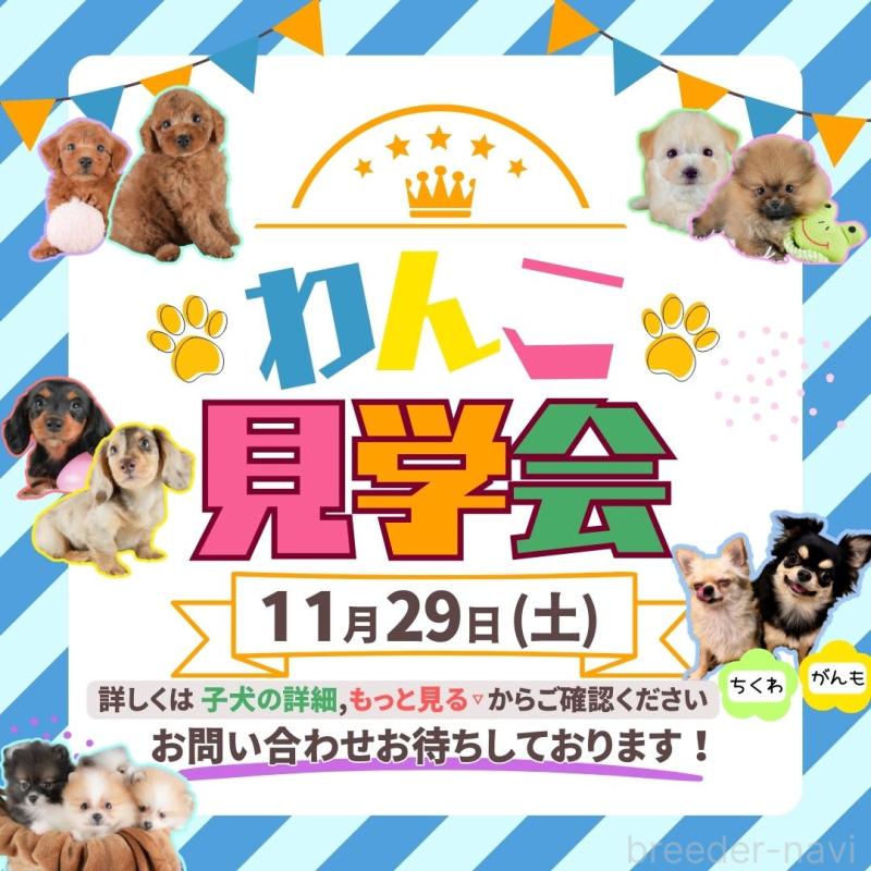 販売中の埼玉県のポメチワ:ポメラニアン×チワワ-430264の16枚目