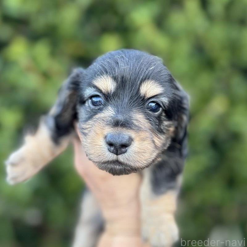 販売中の福岡県のミニチュアダックスフンド(ロングヘアード)-429933の1枚目