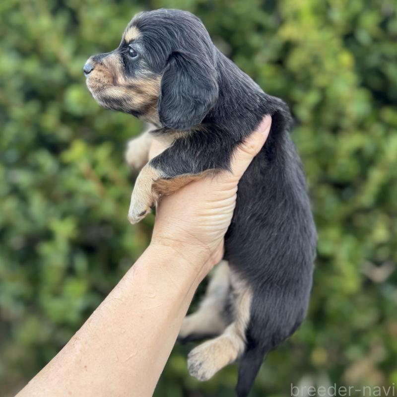 販売中の福岡県のミニチュアダックスフンド(ロングヘアード)-429933の3枚目