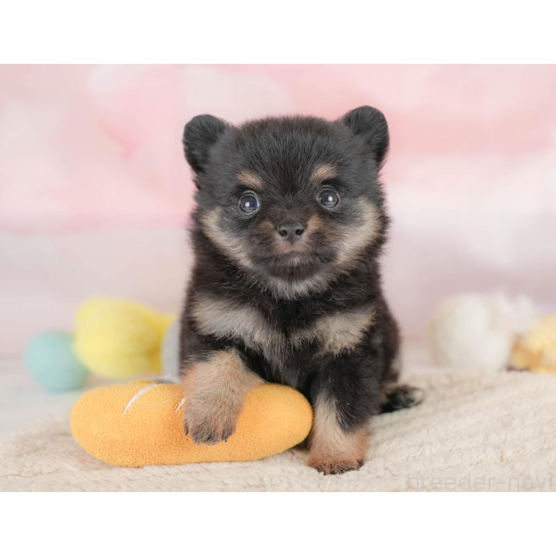 販売中の埼玉県のポメチワ:ポメラニアン×チワワ-430264の11枚目