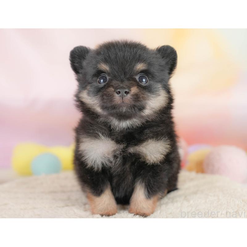 販売中の埼玉県のポメチワ:ポメラニアン×チワワ-430264の10枚目